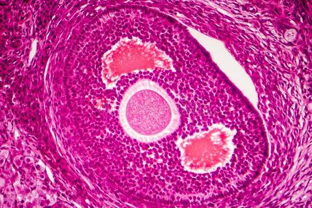 光显微图关于人卵巢照片