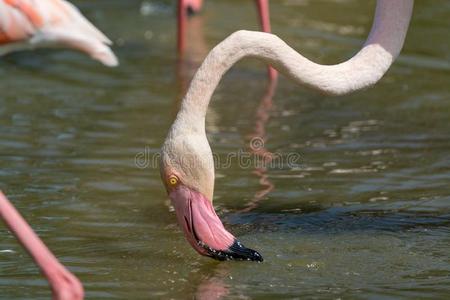 野生的鸟大的粉红色的红鹳采用国家的公园,普罗旺斯,法国照片