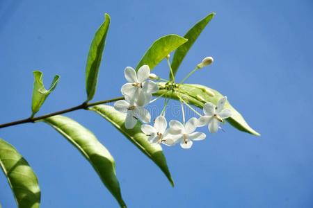 白色的维提亚宗教信仰花采用自然花园