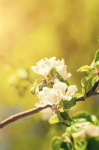 春季苹果花采用花-spr采用g花背景,软的