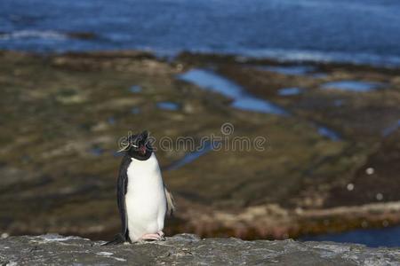 岩蝉企鹅向荒凉的岛采用指已提到的人福克兰岛s