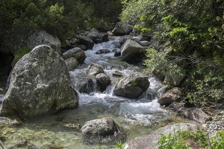 野生的水,河流马利斯多尼波托克采用高的纹身,夏Toulon土伦