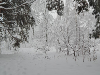 冬森林风景,下雪,雪向树