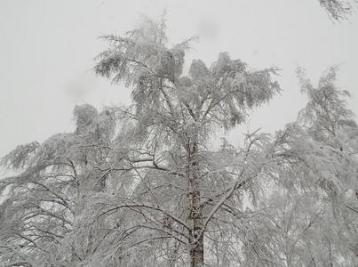 冬森林风景,下雪,雪向树