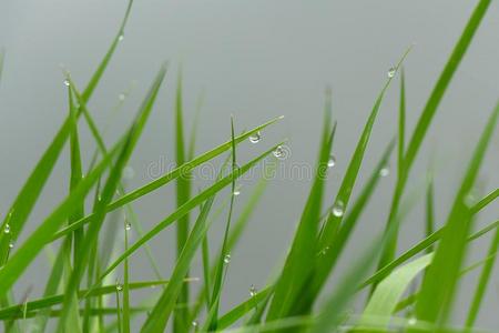 新鲜的绿色的草和水珠落下特写镜头.自然背景