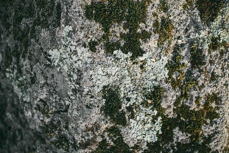 苔藓质地.苔藓y石头背景.绿色的苔藓向指已提到的人石头.英语字母表的第15个字母