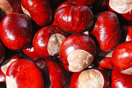 栗子特写镜头模式质地同样地后面照片