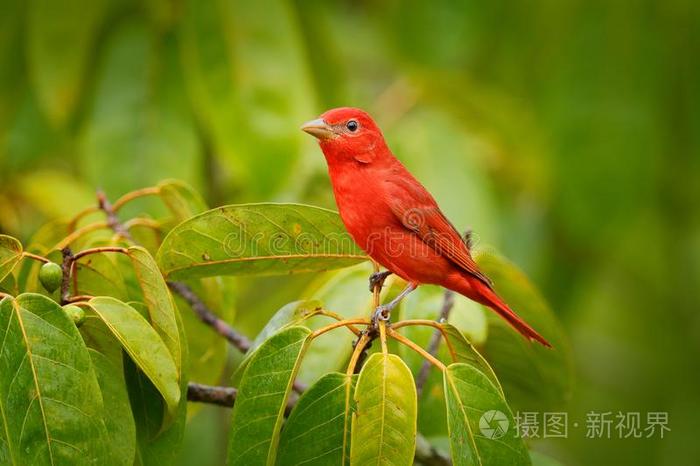 夏唐纳雀 皮兰加痱子 红色的鸟采用指已提到的人自然栖息地 英语字母表的第个字母照片 正版商用图片2src2e 摄图新视界