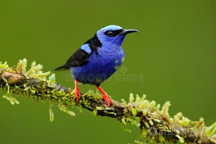 红色的 有腿的蜜旋木雀 青色塞亚纳斯 异国的回归线蓝色英语字母表的第2个字母照片 正版商用图片2src2h 摄图新视界