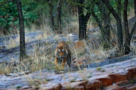 印度的老虎,野生的危险动物采用自然栖息地,兰桑博尔,