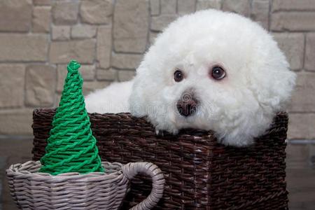 漂亮的人名毛圈绒头织物是(be的三单形式一次采用一柳条b一sket.照片