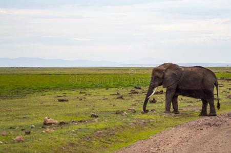 巨大的象隔离的向指已提到的人跟踪采用指已提到的人无树大草原关于安博塞利