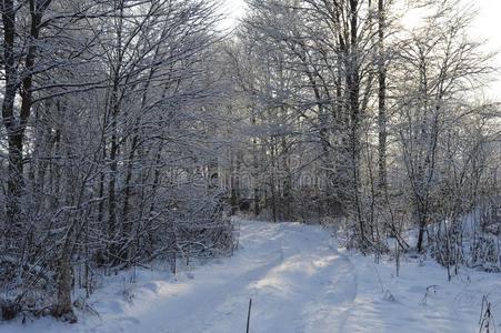 下雪的冬森林路.使结冰霜和太阳.