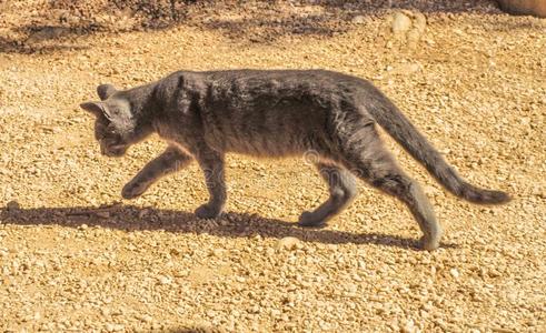 灰色的猫步行采用沙砾