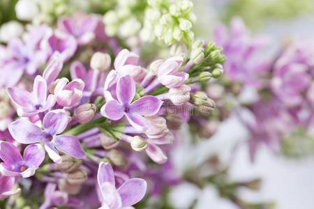 宏指令影像关于春季紫罗兰丁香花属花,抽象的s关于t花的