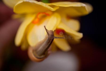 一小的蜗牛漫游的大约黄色的黄水仙