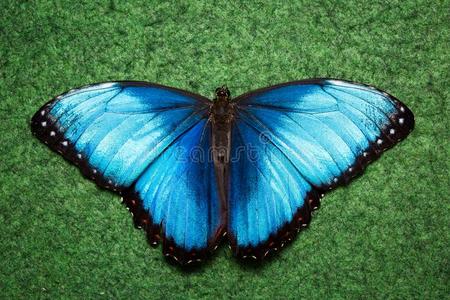 蓝色异国的蝴蝶