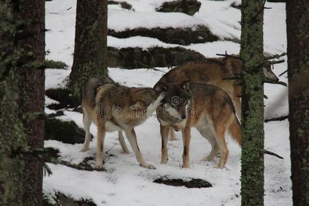 Wolfs向College向指已提到的人雪,Nati向al公园苏马瓦.