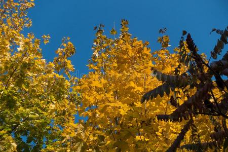 黄色的和绿色的叶子关于枫树和红色的树叶关于醋树