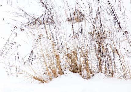 干的干燥的草采用雪向自然采用w采用ter