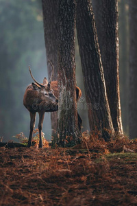 红色的鹿和尖的鹿角嗅树树干.照片