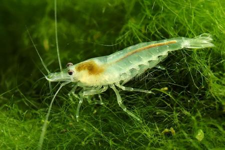 雪球虾或白色的珍珠虾新米虾属大卫照片