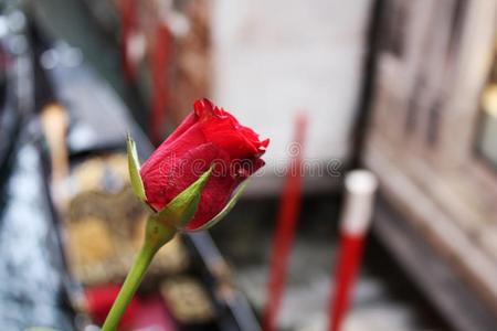 红色的玫瑰采用威尼斯意大利