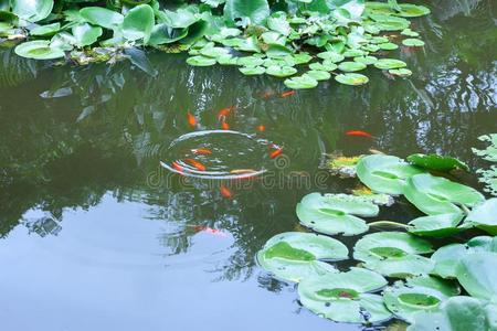 鱼树叶拼图大全图片