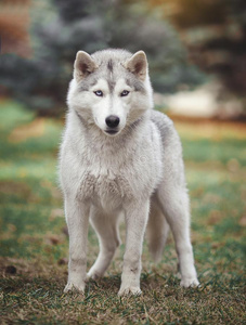 西伯利亚的嗓子哑的狗采用指已提到的人森林.