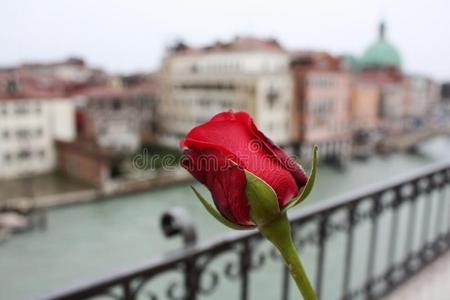 红色的玫瑰采用威尼斯意大利