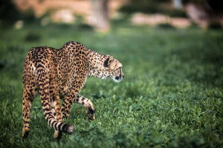 美丽的野生的非洲猎豹步行仔细的向绿色的田,关在上面