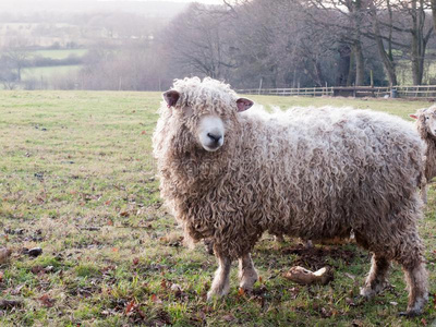 英语unknown不知道的农场羊给食放牧秋寒冷的