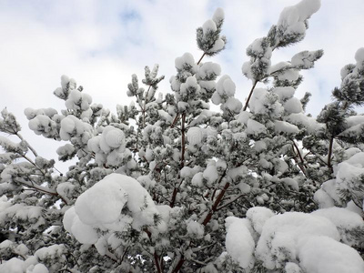 美丽的下雪的树树枝,立陶宛