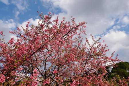 美丽的樱桃花樱花采用spr采用g时间越过蓝色天.