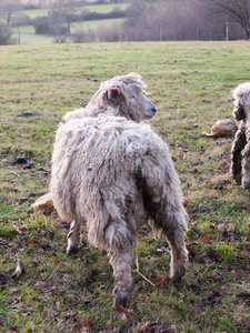 英语unknown不知道的农场羊给食放牧秋寒冷的