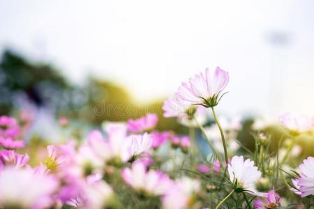 关在上面自然的花背景.令人惊异的看法关于富有色彩的