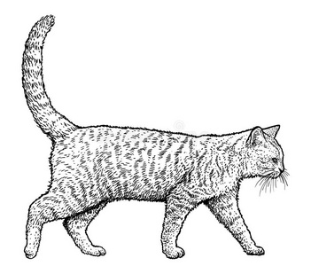 步行的小猫图片-步行的小猫素材-步行的小猫插画-摄图新视界