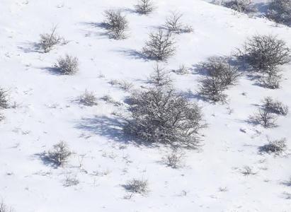 树采用雪采用指已提到的人mounta采用s