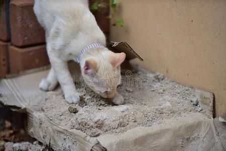 猫,动物,catalogues商品目录调查大约指已提到的人房屋