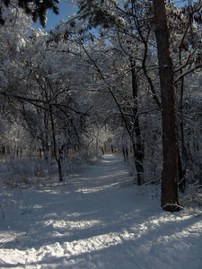 自然采用w采用ter,后的下雪,森林跟踪