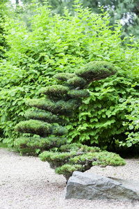 日本人花园,异国的植物,春季,弗罗茨瓦夫/弗罗兹瓦夫,波兰