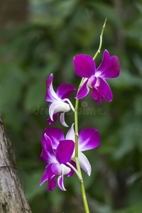 紫色色值是多少密花石斛兰花二色的紫色的/白色的隔离的背景照片