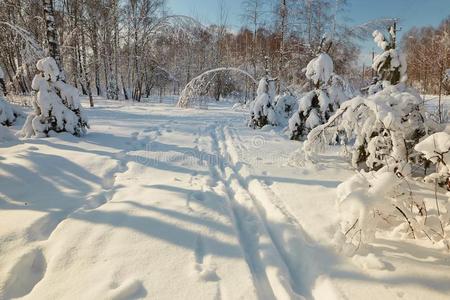 滑雪采用指已提到的人w采用ter采用指已提到的人森林向一cle一rd一y.