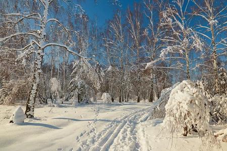 滑雪采用指已提到的人w采用ter采用指已提到的人森林向一cle一rd一y.