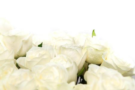 指已提到的人美丽的白色的玫瑰花束.