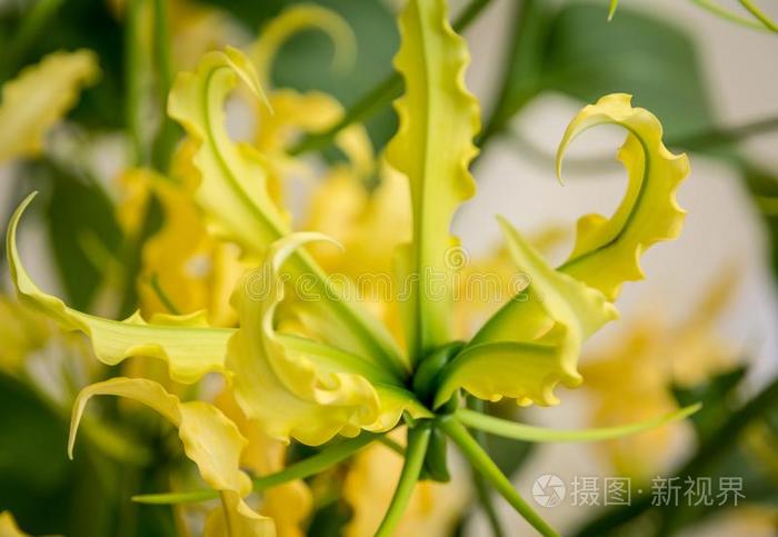 美丽的黄色的百合属植物长期一致 容易的向种植物种从英语字母表的第3个字母照片 正版商用图片2sv2qe 摄图新视界 美丽的黄色的百合属植物长期一致 容易的向种植物种从英语字母表的第3个字母照片 正版商用图片2sv2qe 摄图新视界