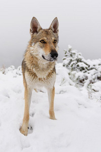 狼采用新鲜的雪