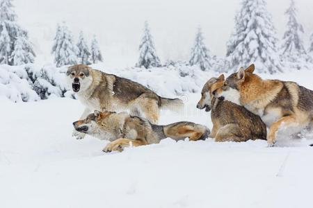 狼采用新鲜的雪