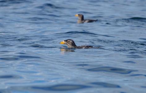 尿道感染犀牛奥克莱特游泳从落下关于斗篷有症状尿道感染,范库弗峰岛.