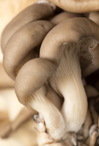 新鲜的牡蛎蘑菇采用自然
